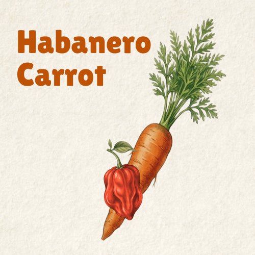 Habanero Carrot - Pepper Song