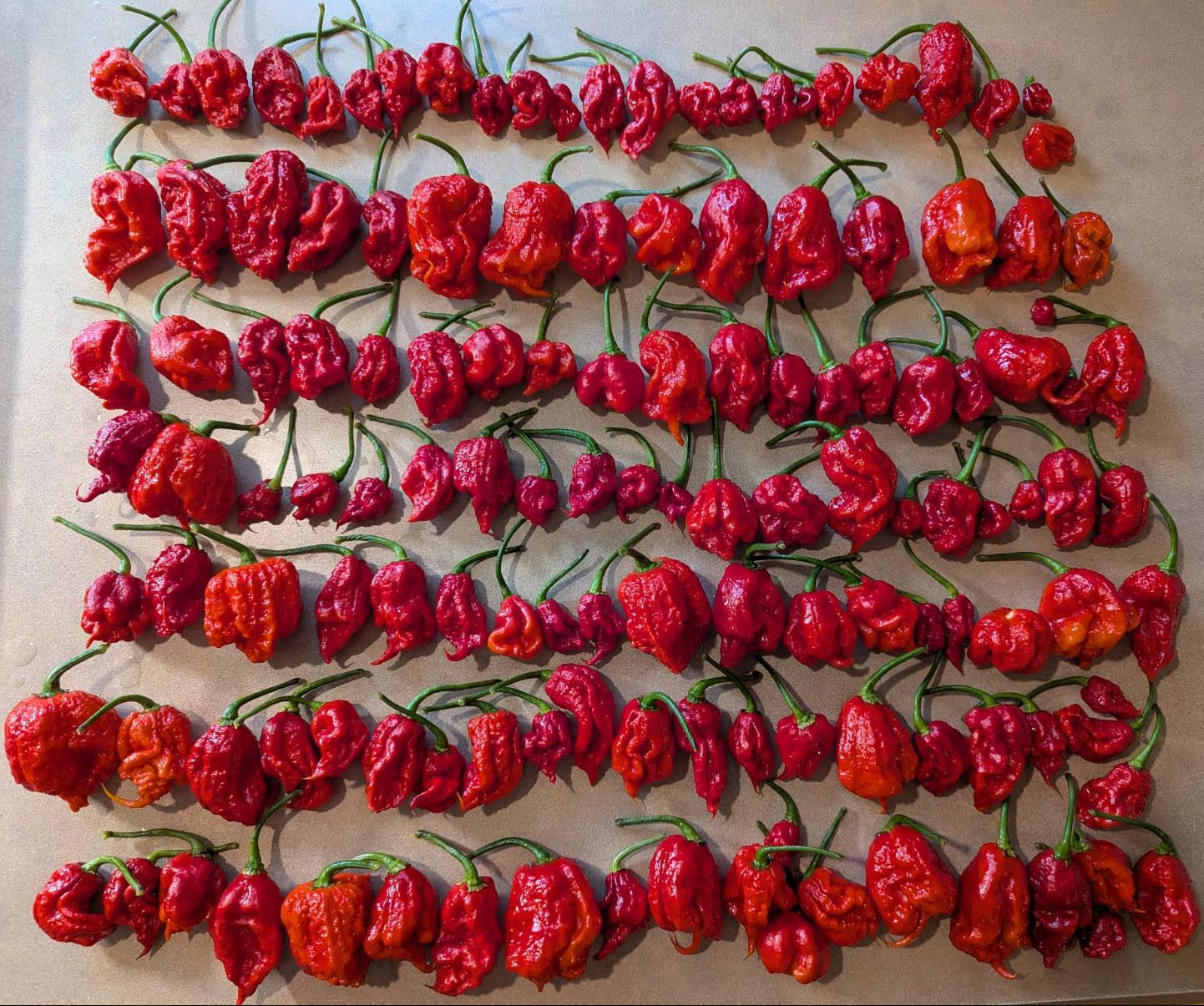 Arrangement of red chili peppers on a beige surface